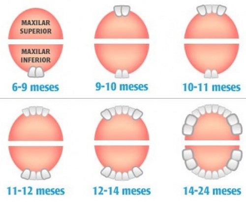 cuando salen los dientes en bebe